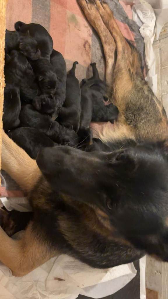 Amazing german shepherd pups 