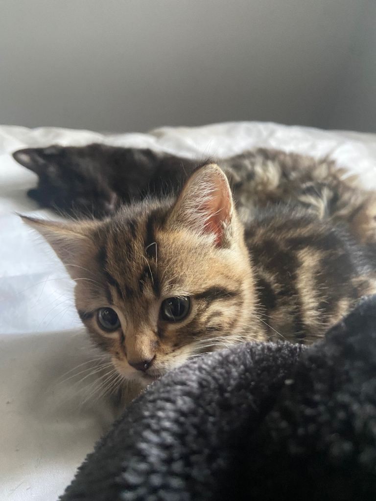 kitten