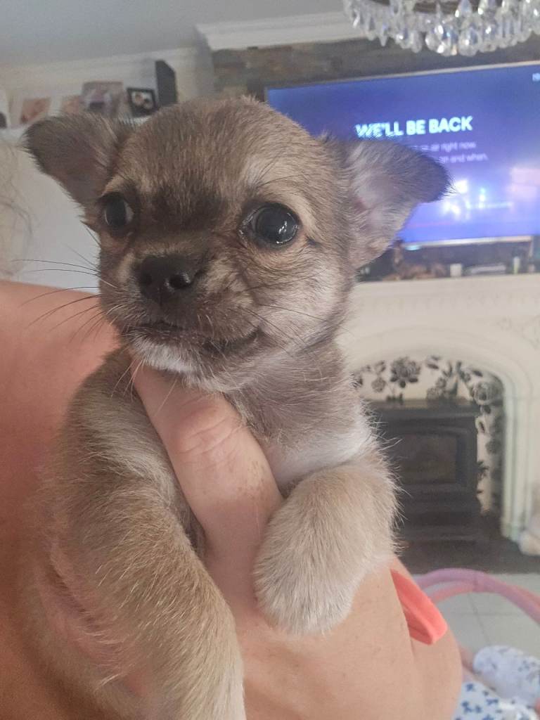 Beautiful little male pomchi puppies 8 weeks old Chihuahua x Pomeranian