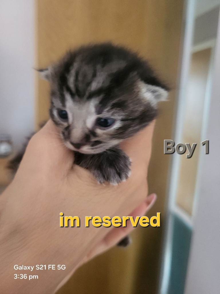 6 Fluffy Kittens - Reservations (Please Read Description)