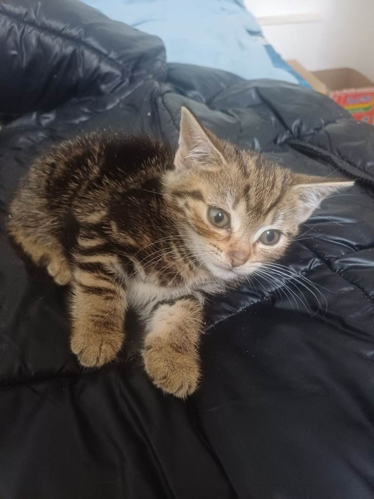 5 kittens for sale 