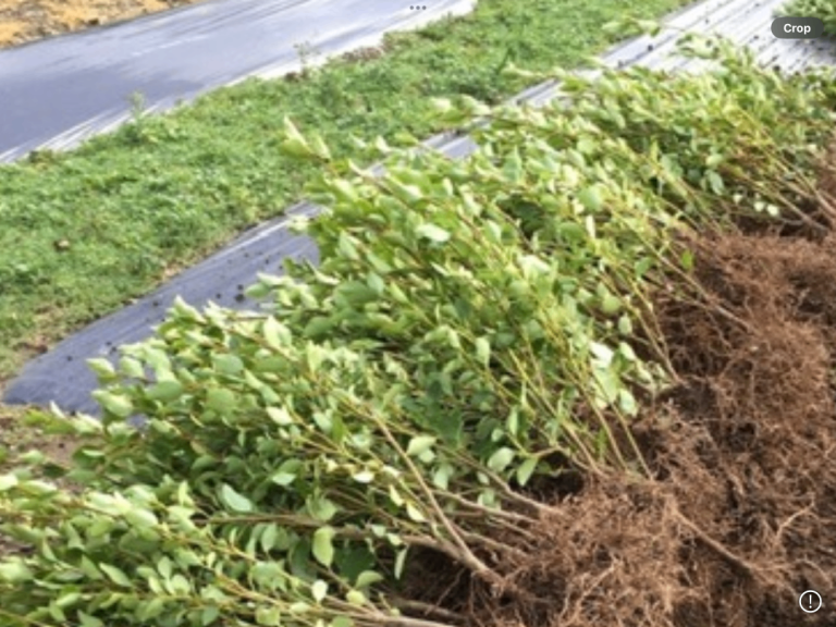 GRISELINIA HEDGING PLANTS.    4 ft.   £5-00