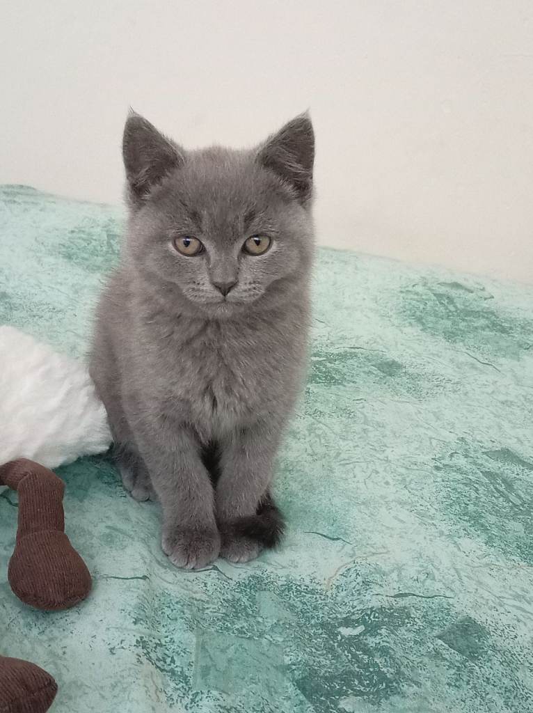 British Shorthair
