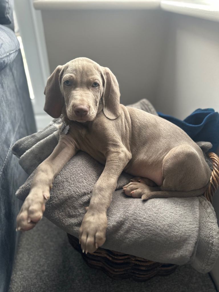 KC registered Puppy Weimaraner for sale