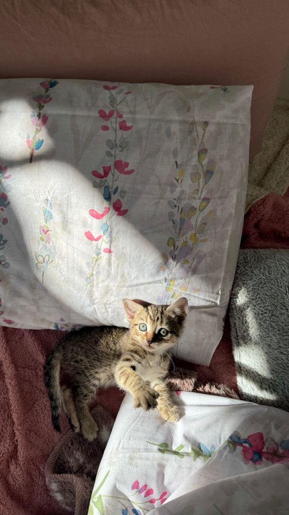 Stunning kitten ready for her new home! 