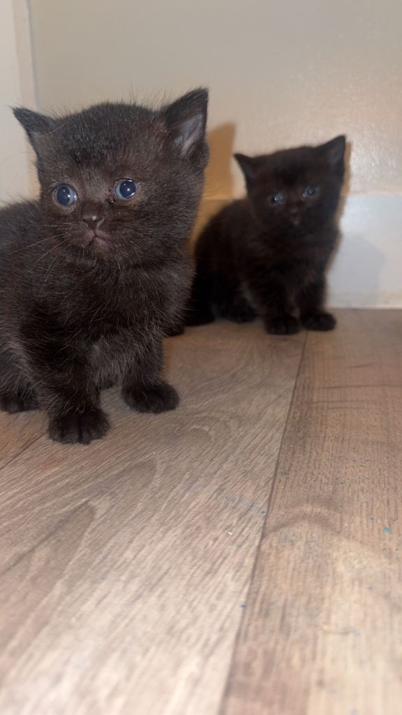 🐾 BSH x Ragdoll Kittens – Ready To Leave 🐾