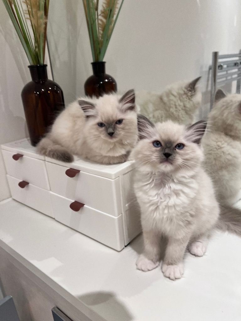 OUTSTANDING TICA REGISTERED BLUE POINT MITTED RAGDOLL KITTENS WITH 🏆 CHAMPION BLOODLINE 🏆