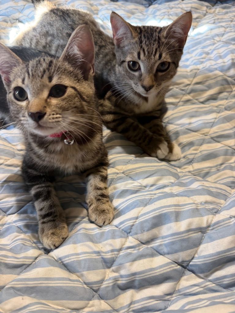 2 kittens 