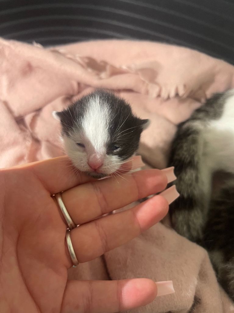 Beautiful kittens ready to reserve now! 