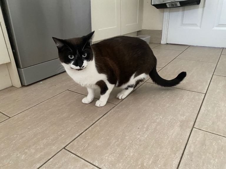 Seeking new loving homes