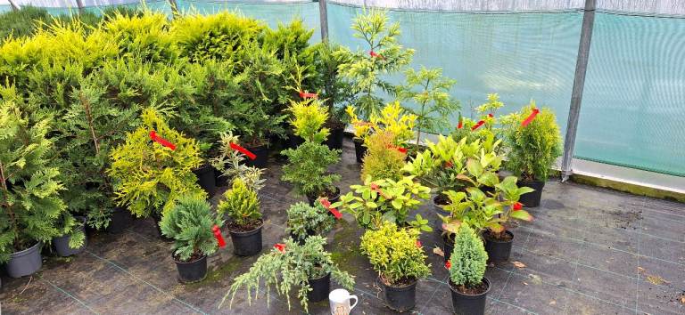 Hedging, Conifers, Trees, Plants, Flowers, Baskets Bowls