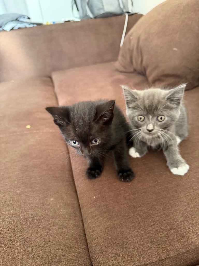 Kittens for sale