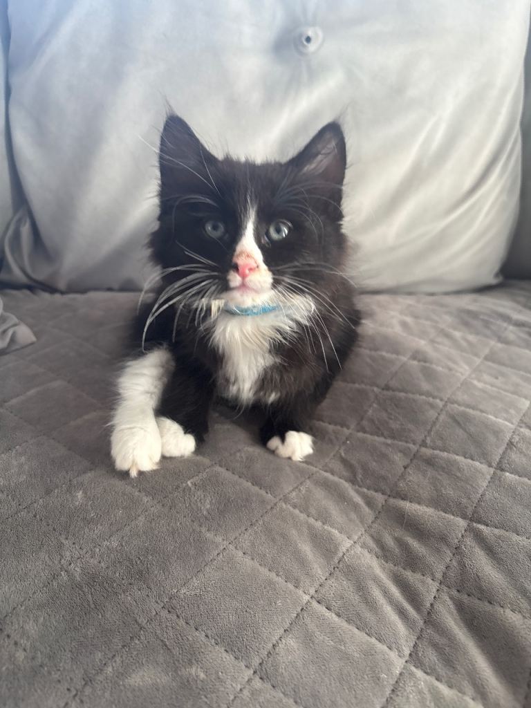 Adorable playful kittens 