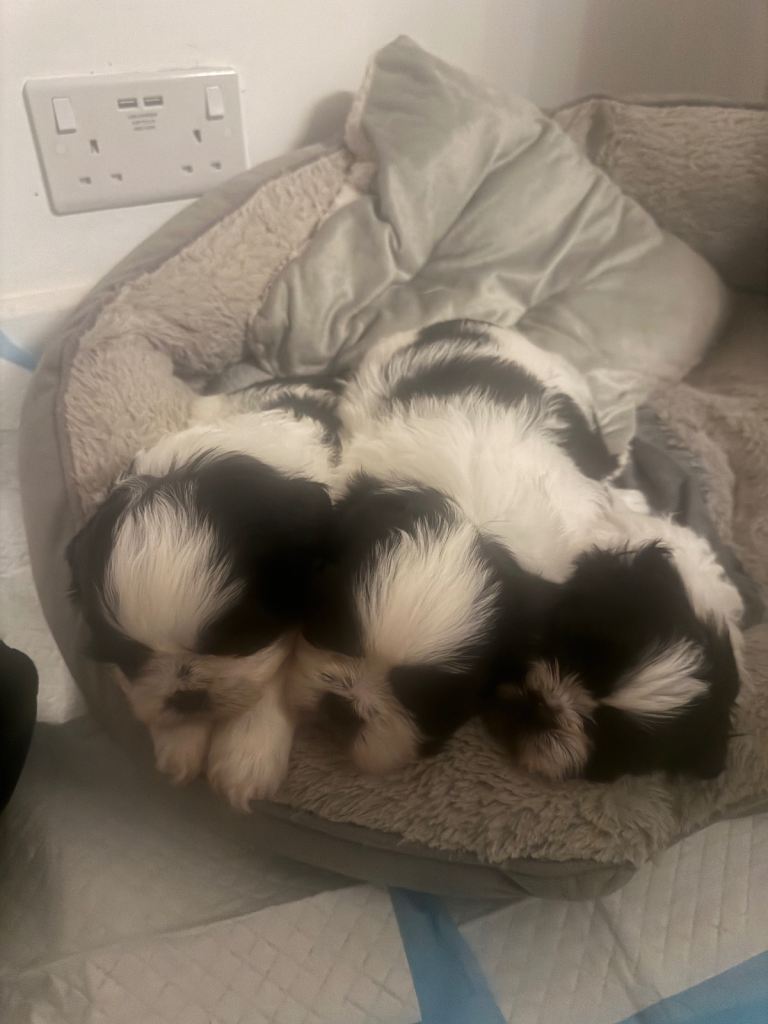 SOLD 2 x male Shih Tzu puppies for sale