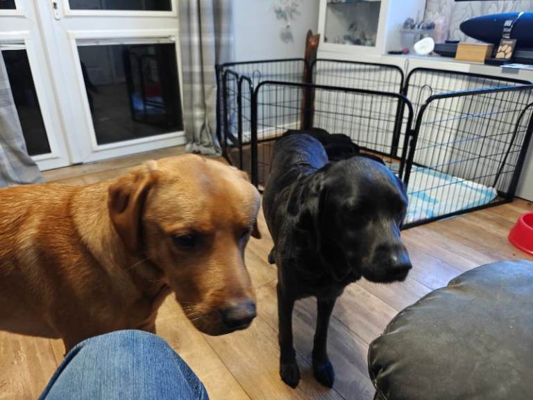 Labrador puppy pure 4 males