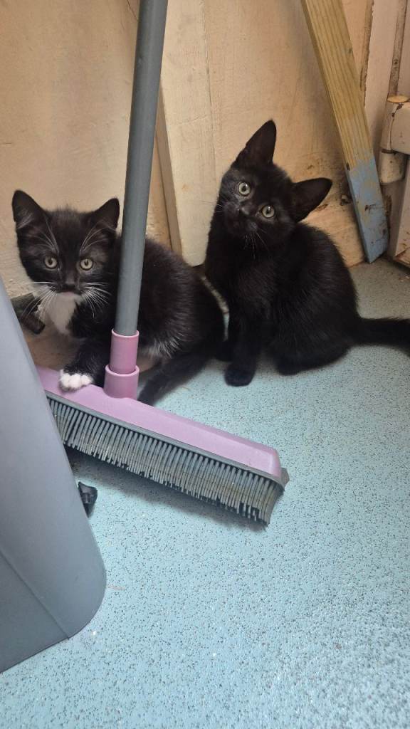 Kittens 
