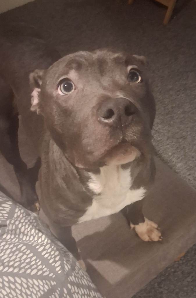 Female blue Staffordshire bull terrier 