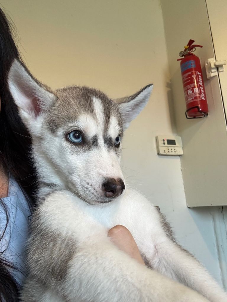 2 gorgeous husky puppy’s left 