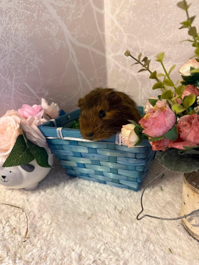 Baby Guinea Pigs - 1 Boy Left 🩵