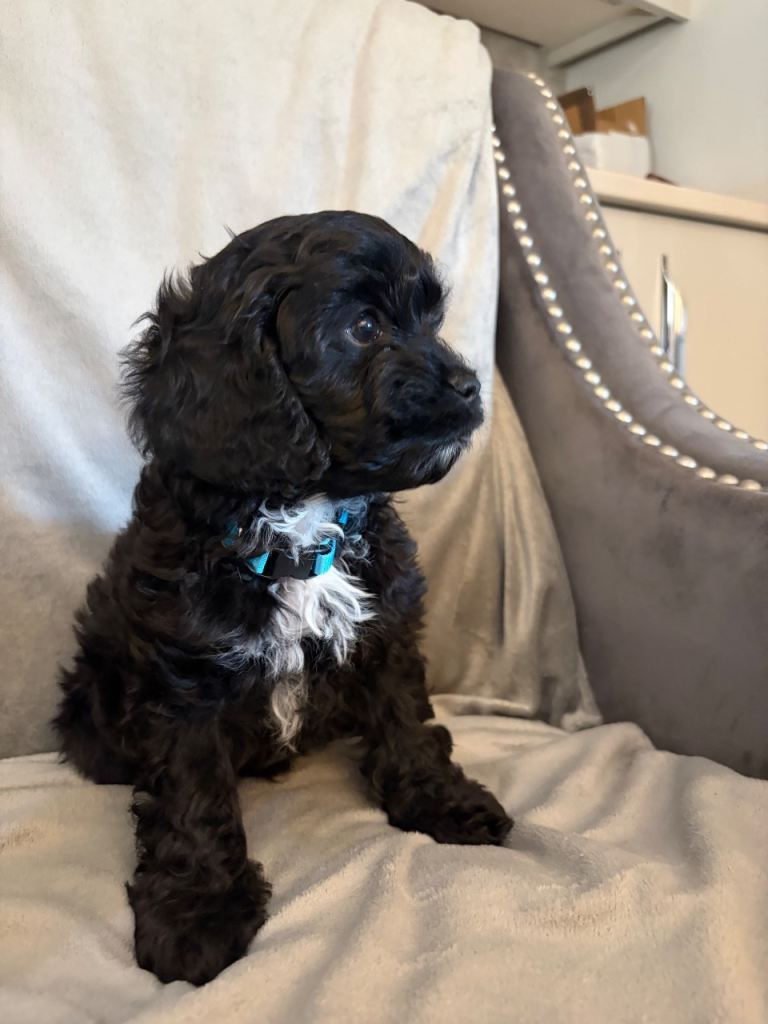 F1 Cockerpoo boys 3 available 