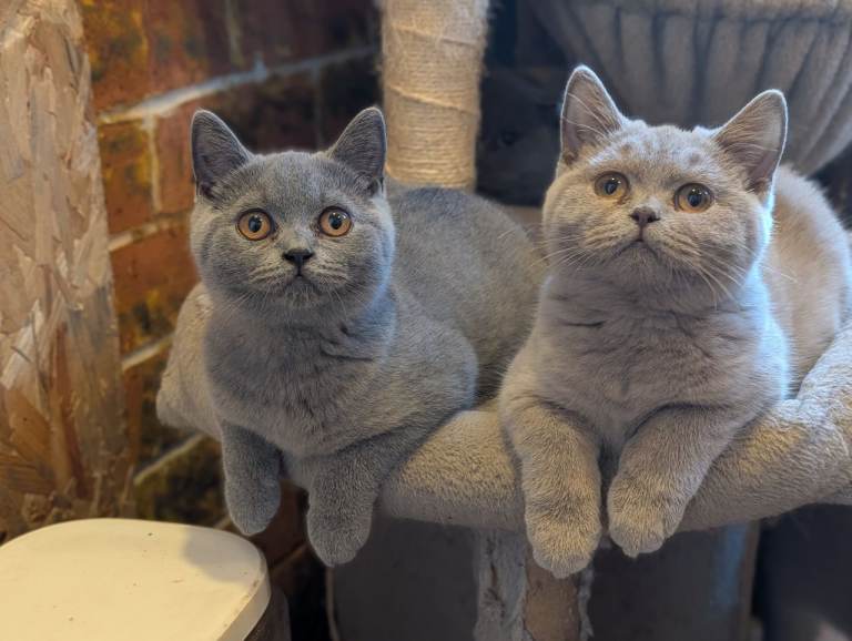 British shorthair and longhair kittens ready now!