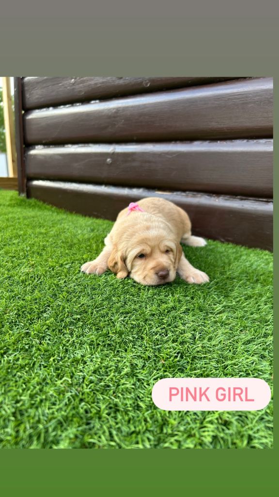 6 beautiful cockerdor puppies