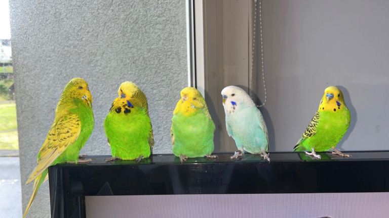 2 budgies and tower cage