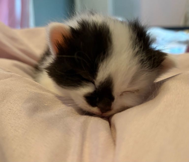 Beautiful kittens for sale!
