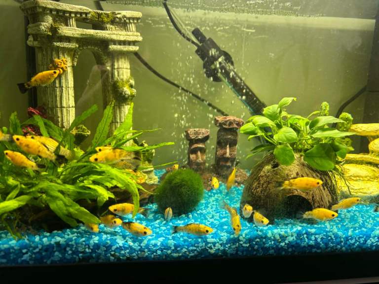 Aquarium Full set up with fish