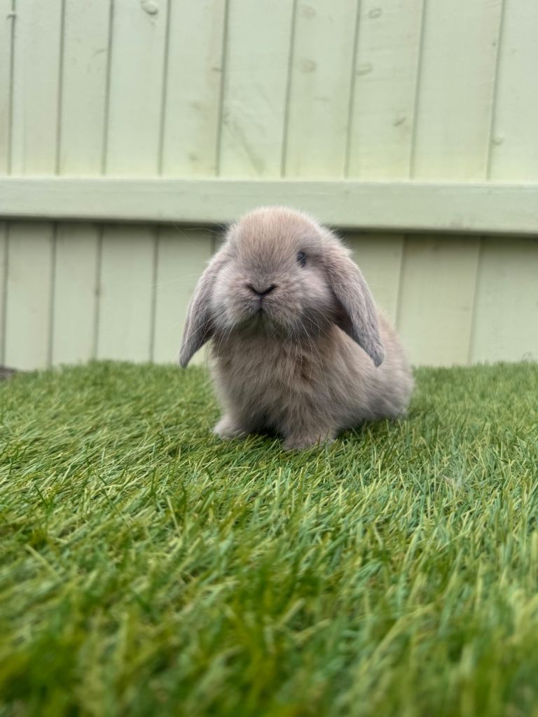 Mini lops ready now 