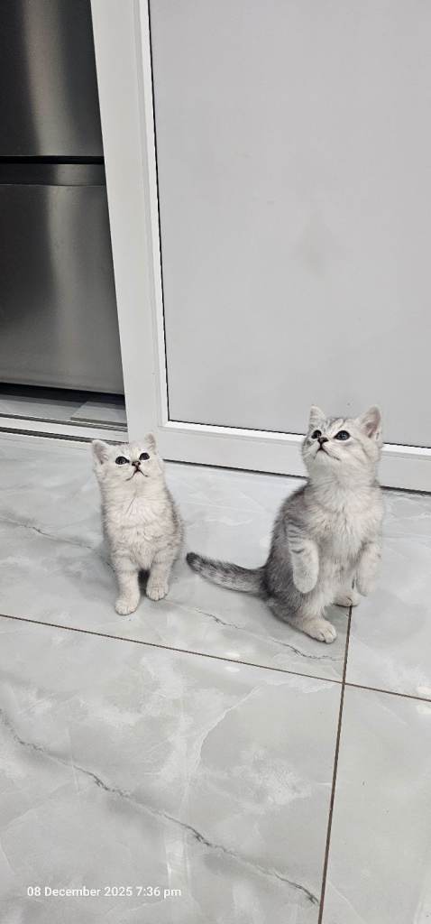 kittens 2 lovely girl available for new house 