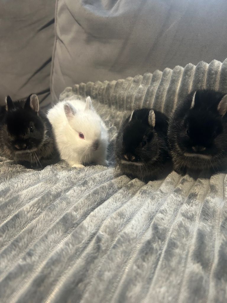 4 beautiful Netherland dwarf bunny’s 