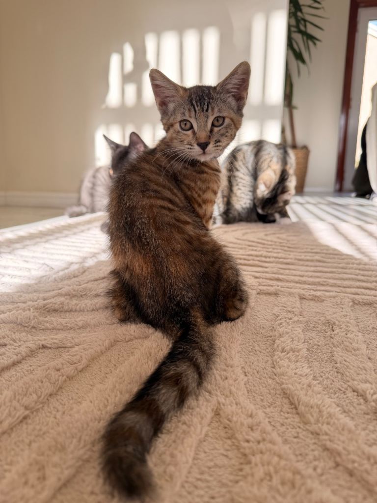  2 Female Kittens