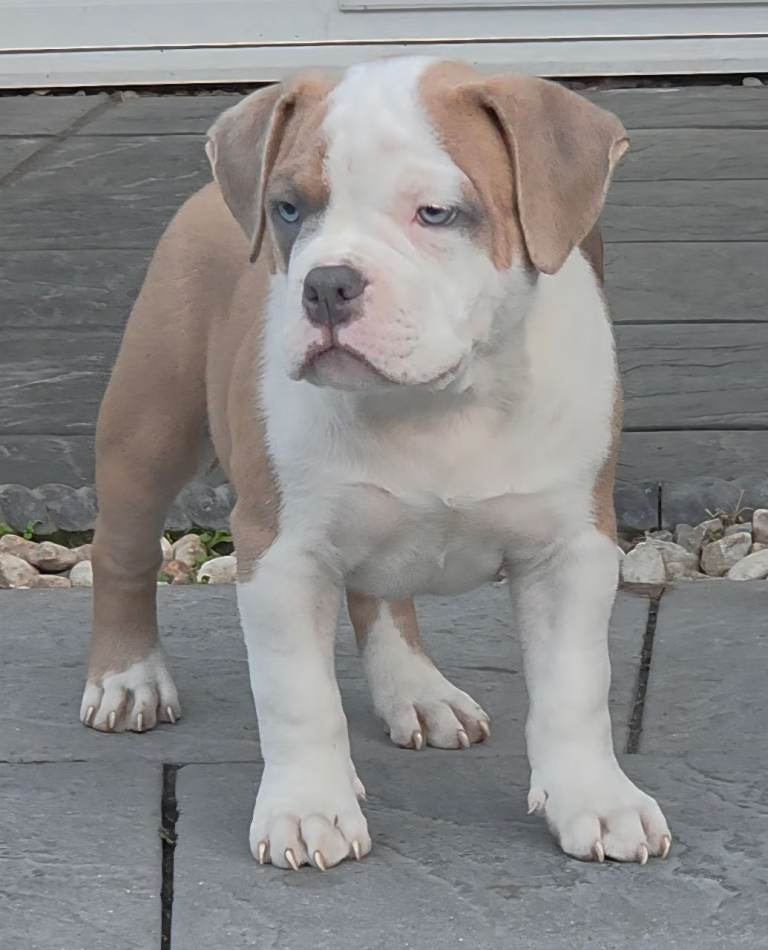 🇺🇲🇺🇲🇺🇲 Quality Pedigree MUSCLETONE American Pocket Bully