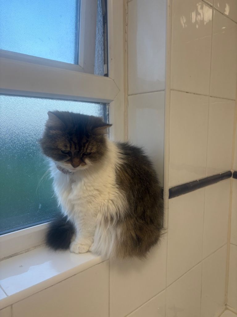 Coco age 2 Ragdoll X British longhair