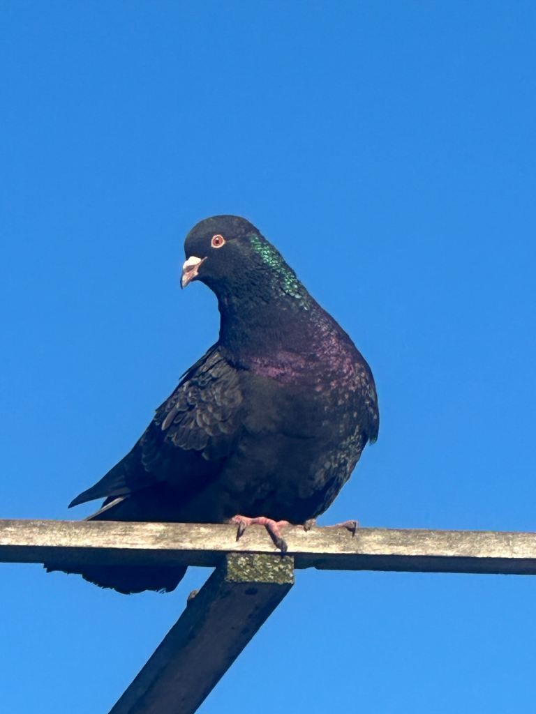 Beautiful pigeons for sale 