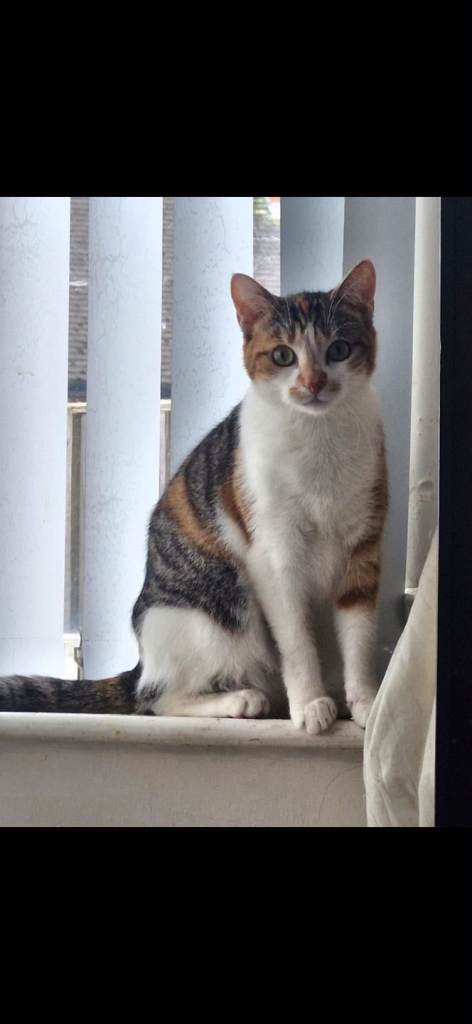 Cats in search of forever homes ready for adopting
