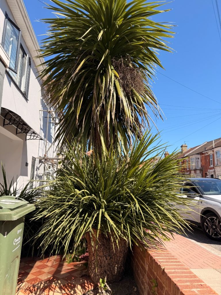 FREE* Cordyline australis, commonly called a cabbage tree or Torbay palm.
