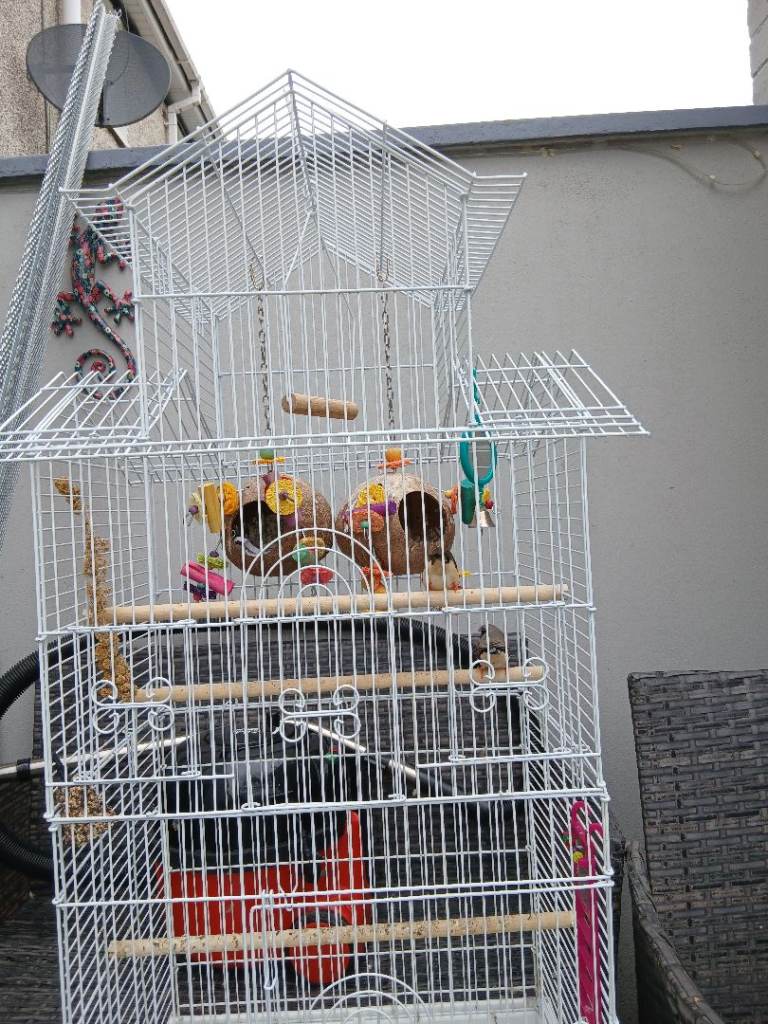 2 Male Zebra Finches