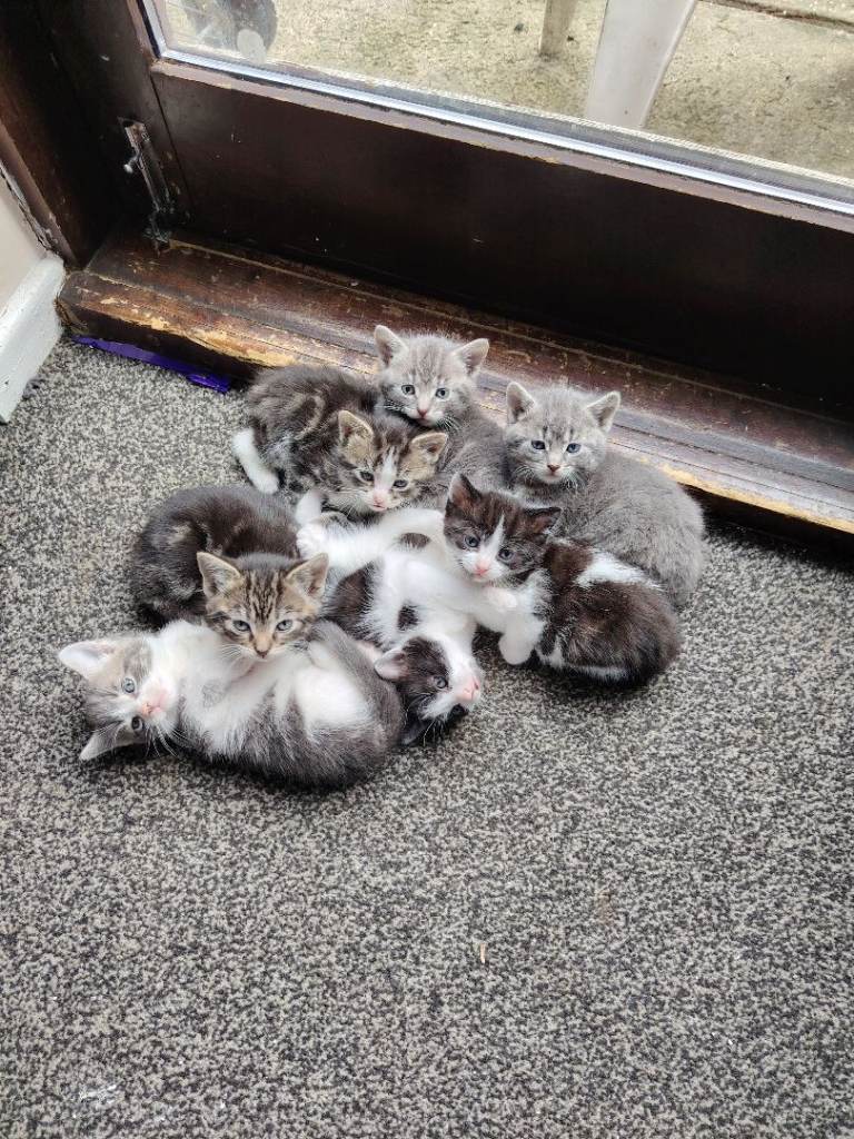 4 kittens for sale