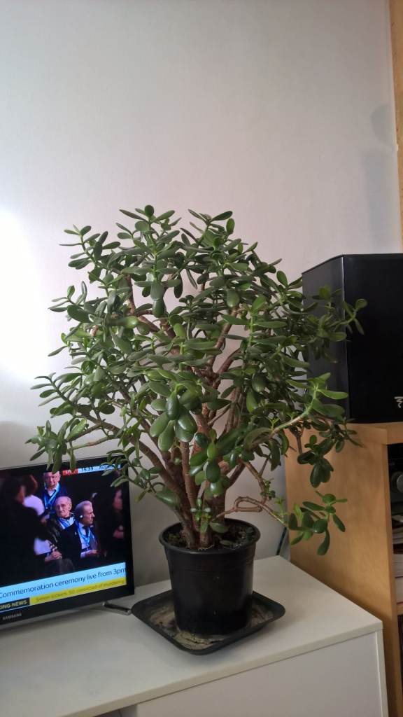 image for Big 25 Years Old Money Tree/Jade Plant Succulent Bonsai.