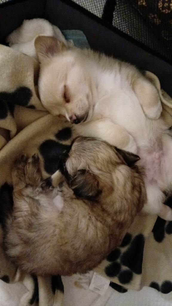 Puppies For Sale