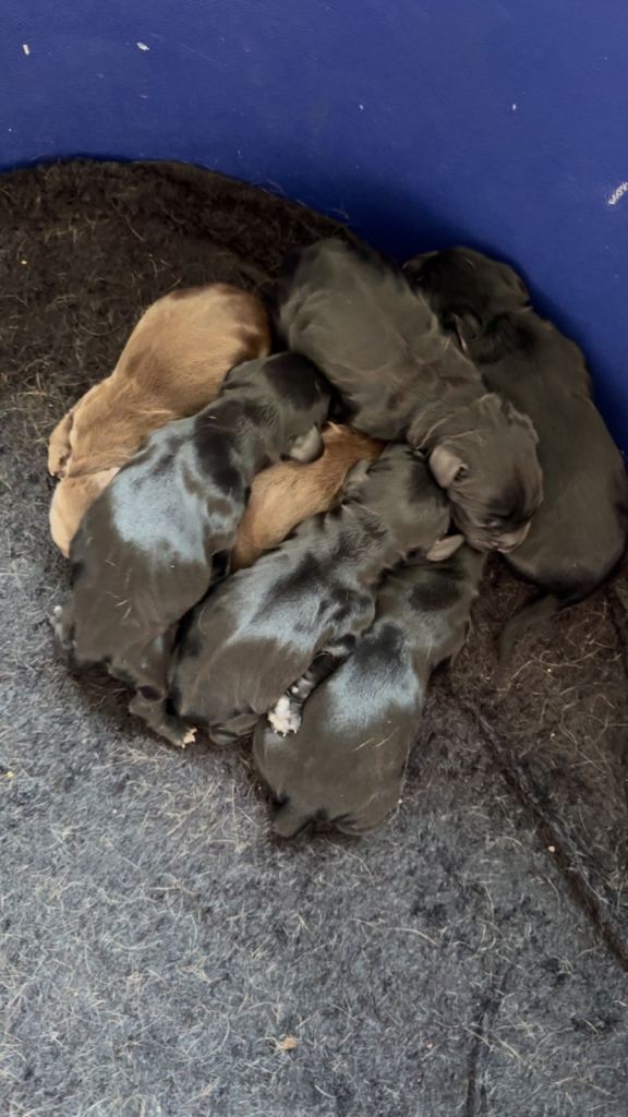 7 beautiful cocker spaniel puppies
