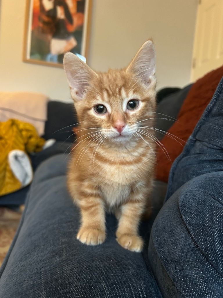 Ginger kitten EVERYTHING INCLUDED