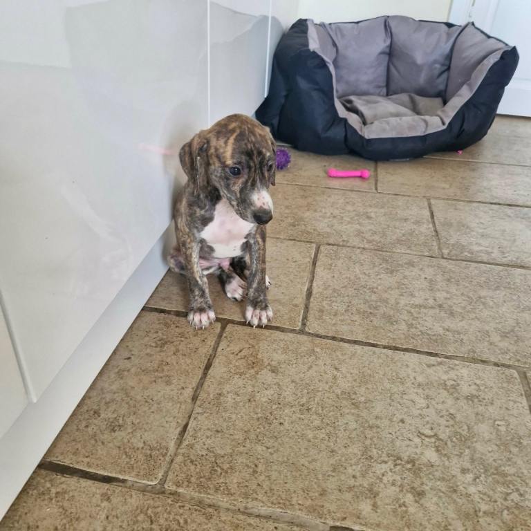 Saluki Greyhound puppies for sale 
