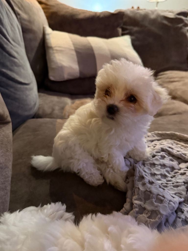 Maltese pups Full pedigree 