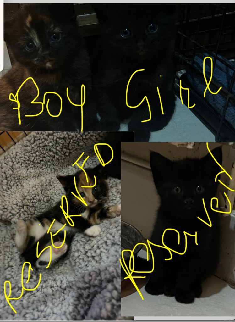 2 girls and 2 boys each 150£