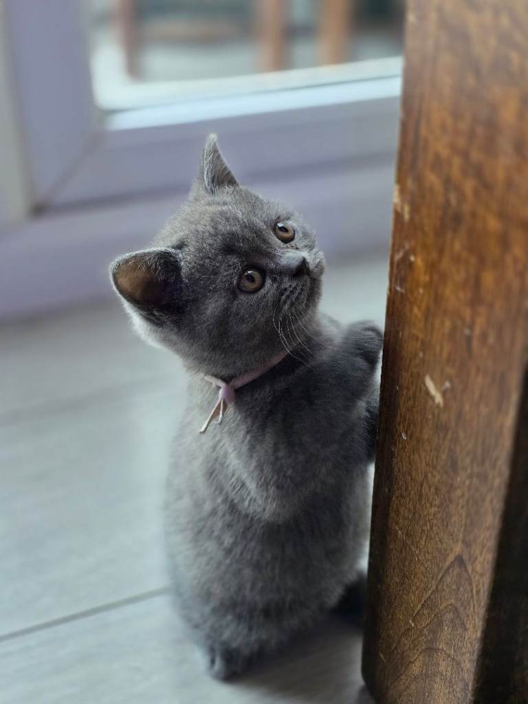 Adorable British short hair 