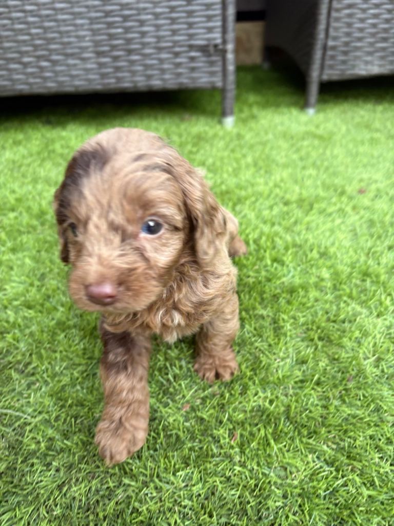 🐶 Cockapoo puppies 🐶