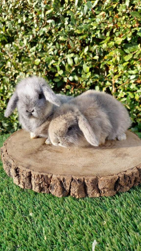 Adorable mini lop baby rabbits 
